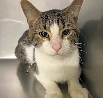 Photo of Chestnut
