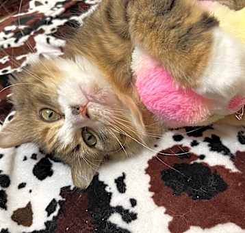 Photo of Purrscilla