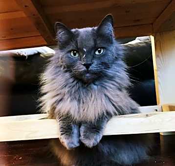 Photo of Tod
