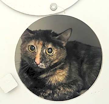 Photo of ROSEMARY