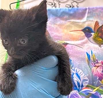 Photo of *MIDNIGHT