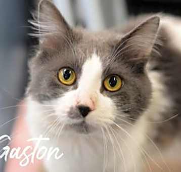 Photo of Gaston