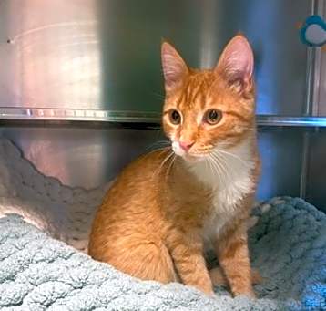 Photo of Clyde
