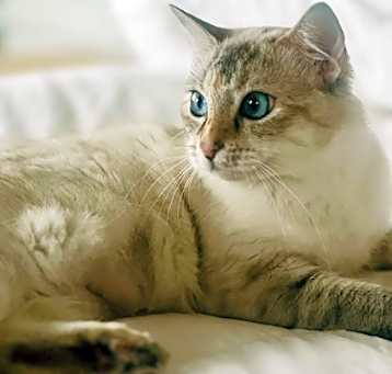 Photo of Lennox