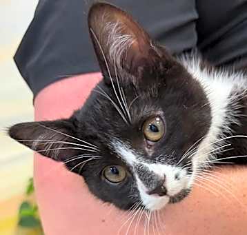 Photo of Figaro