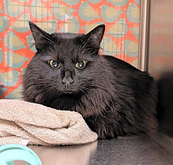 Photo of Osiris