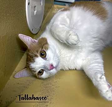 Photo of Tallahassee