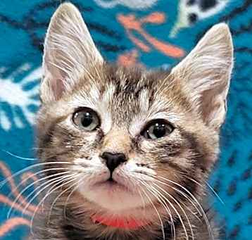 Photo of Temperance