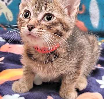 Photo of Fortune