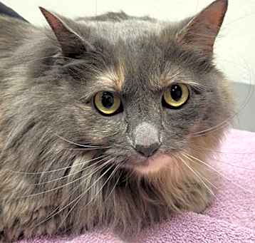 Photo of Buttercup