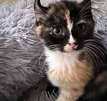 Photo of Belle