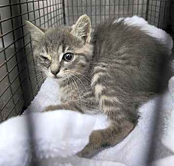 Photo of MISSY