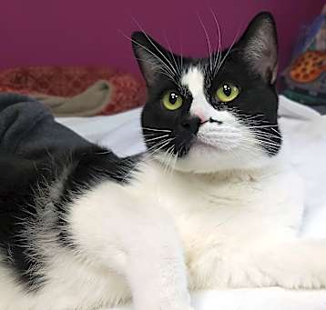 Photo of Zorro