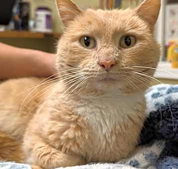 Photo of Old Man Orange