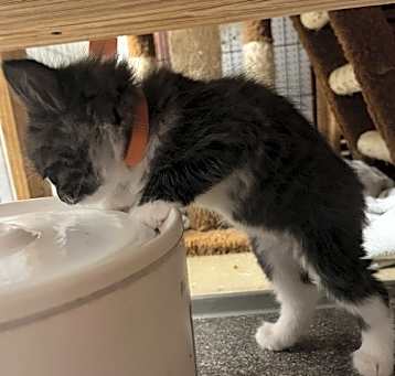 Photo of Mischief (Double Trouble Litter)