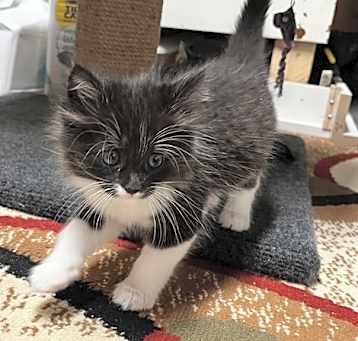 Photo of Shadow (Double Trouble Litter)