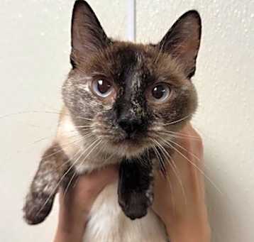 Photo of Precious