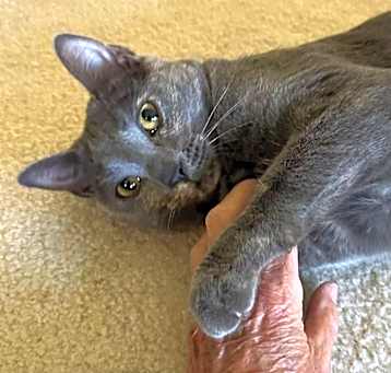 Photo of Cranberry