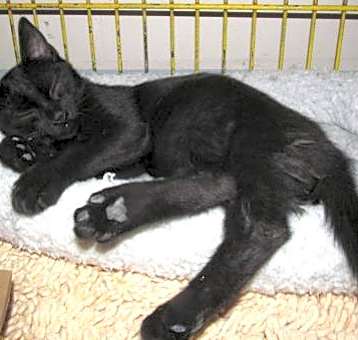 Photo of GUNNER Avail. 5/14/25