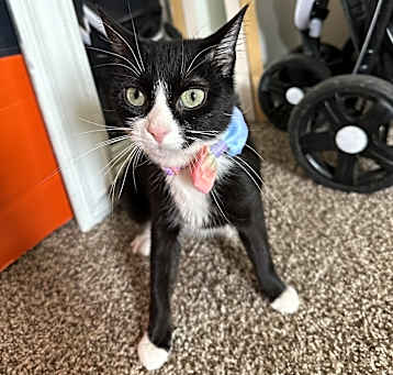 Photo of Juniper
