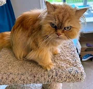 Photo of Cheddar