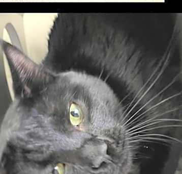 Photo of Cinder