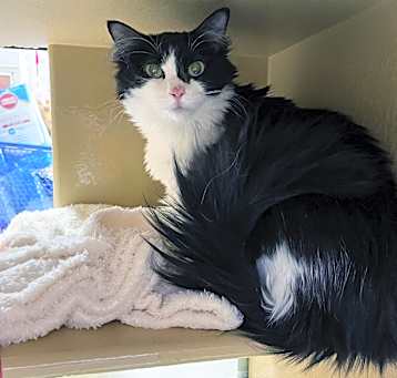 Photo of Ghost