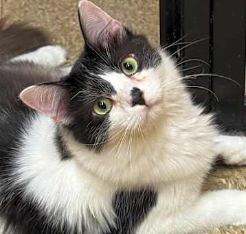 Photo of Spot