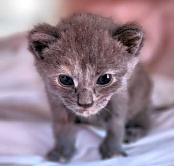 Photo of Vixen