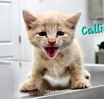 Photo of Calliope