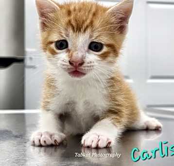 Photo of Carlisle