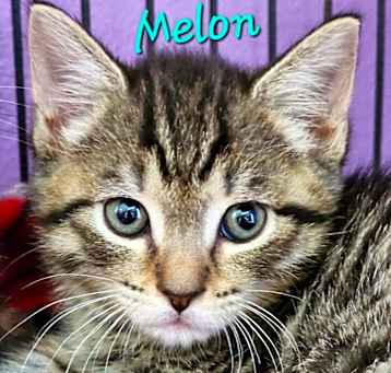 Photo of Melon