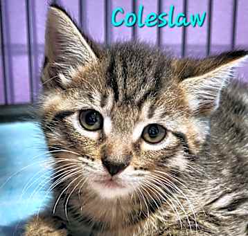Photo of Coleslaw