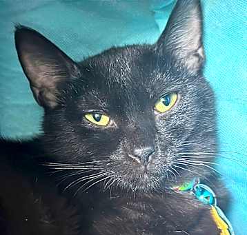 Photo of Desmond