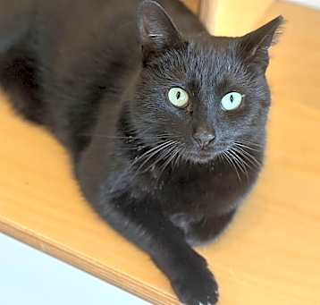 Photo of Meeps
