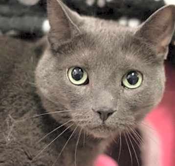 Photo of Ashes (Bonded with Boots)