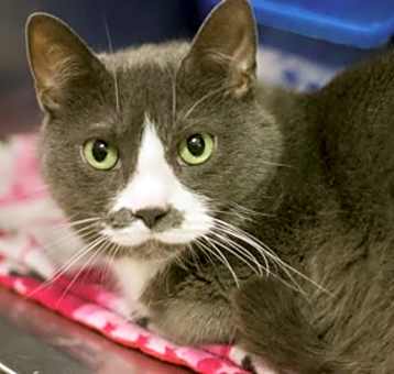 Photo of Boots (Bonded with Ashes)