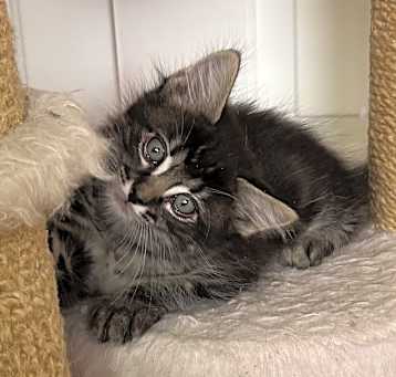 Photo of Squeak