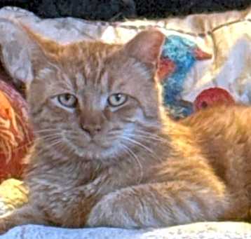 Photo of Garfield