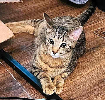 Photo of Jasper (Tabby)