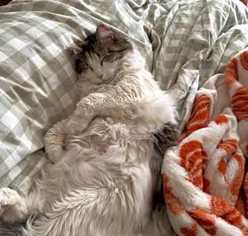 Photo of Sweet Pea