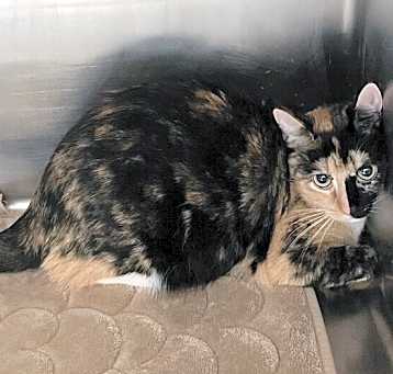 Photo of Callie