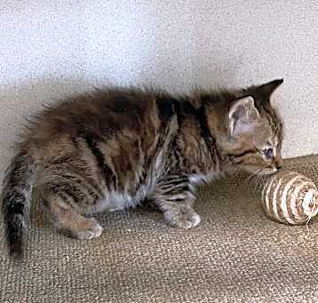Photo of Lil Bit