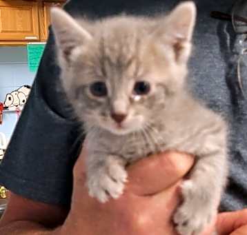 Photo of Scooter