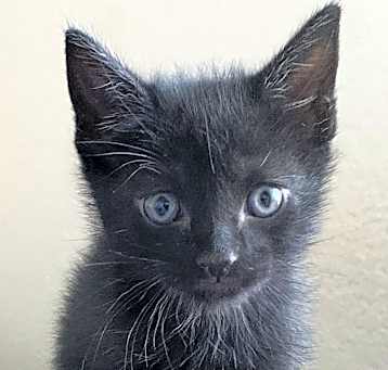 Photo of Thor