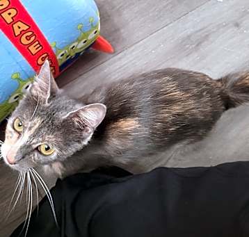 Photo of Mystique