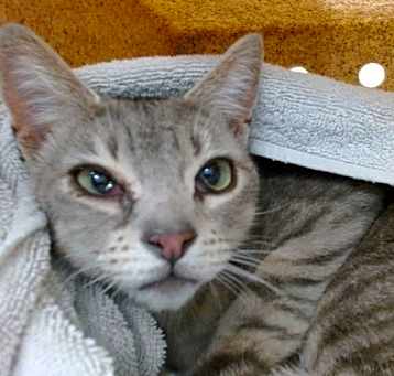 Photo of HATTIE