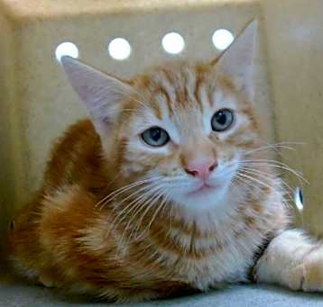 Photo of PEANUT