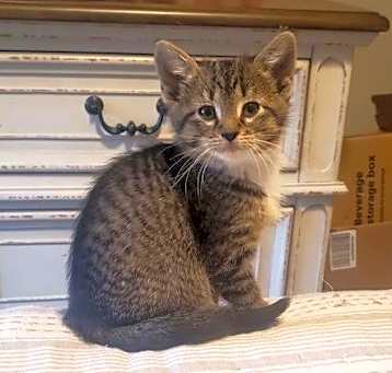 Photo of (bc) Pebbles