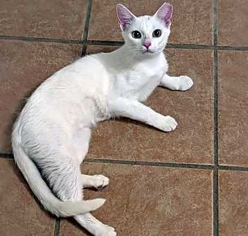 Photo of Sweet-Pea
